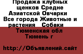 Продажа клубных щенков Средне Азиатской Овчарки - Все города Животные и растения » Собаки   . Тюменская обл.,Тюмень г.